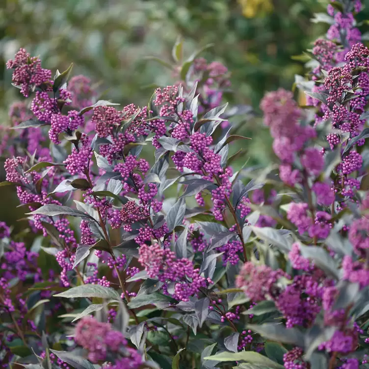 Purple berries and dark foliage on Pearl Glam Callicarpa